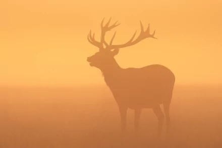HD PC desktop wallpaper showing the silhouette of a deer with large antlers against an orange, foggy background.