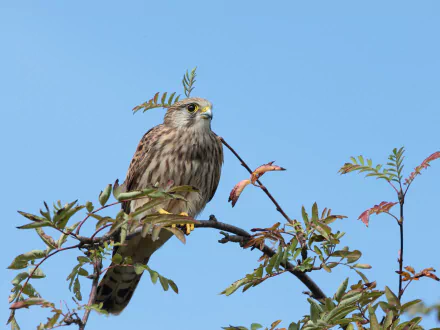 HD desktop wallpaper featuring a kestrel perched on a leafy branch against a clear blue sky.