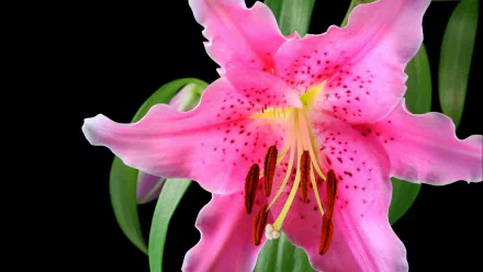 HD desktop wallpaper featuring a vibrant pink lily flower with delicate petals and detailed stamens against a dark natural background.