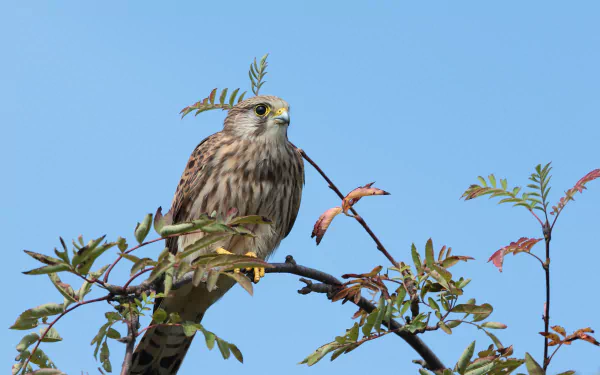 HD desktop wallpaper featuring a kestrel perched on a leafy branch against a clear blue sky.