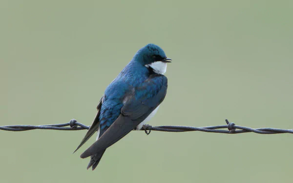 Animal Tree Swallow HD Desktop Wallpaper | Background Image
