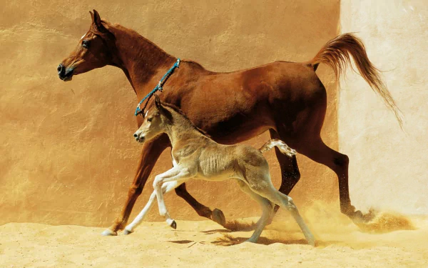  running horses