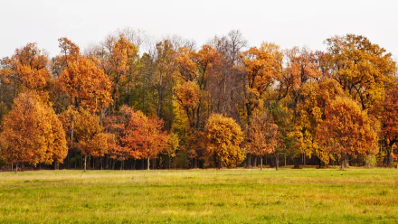 landscape nature tree fall fall landscape HD Desktop Wallpaper | Background Image