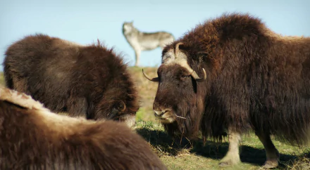  The muskox is an Arctic mammal of the family Bovidae
