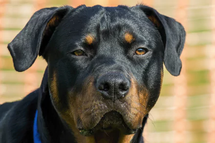 A close-up of a Rottweiler with a focused expression, showcasing its strong features. This high-definition image serves as an attractive desktop wallpaper or background.