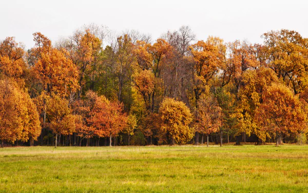 landscape nature tree fall fall landscape HD Desktop Wallpaper | Background Image