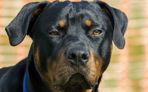 A close-up of a Rottweiler with a focused expression, showcasing its strong features. This high-definition image serves as an attractive desktop wallpaper or background.