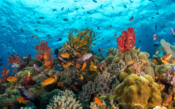 Animal sea life HD Desktop Wallpaper | Background Image