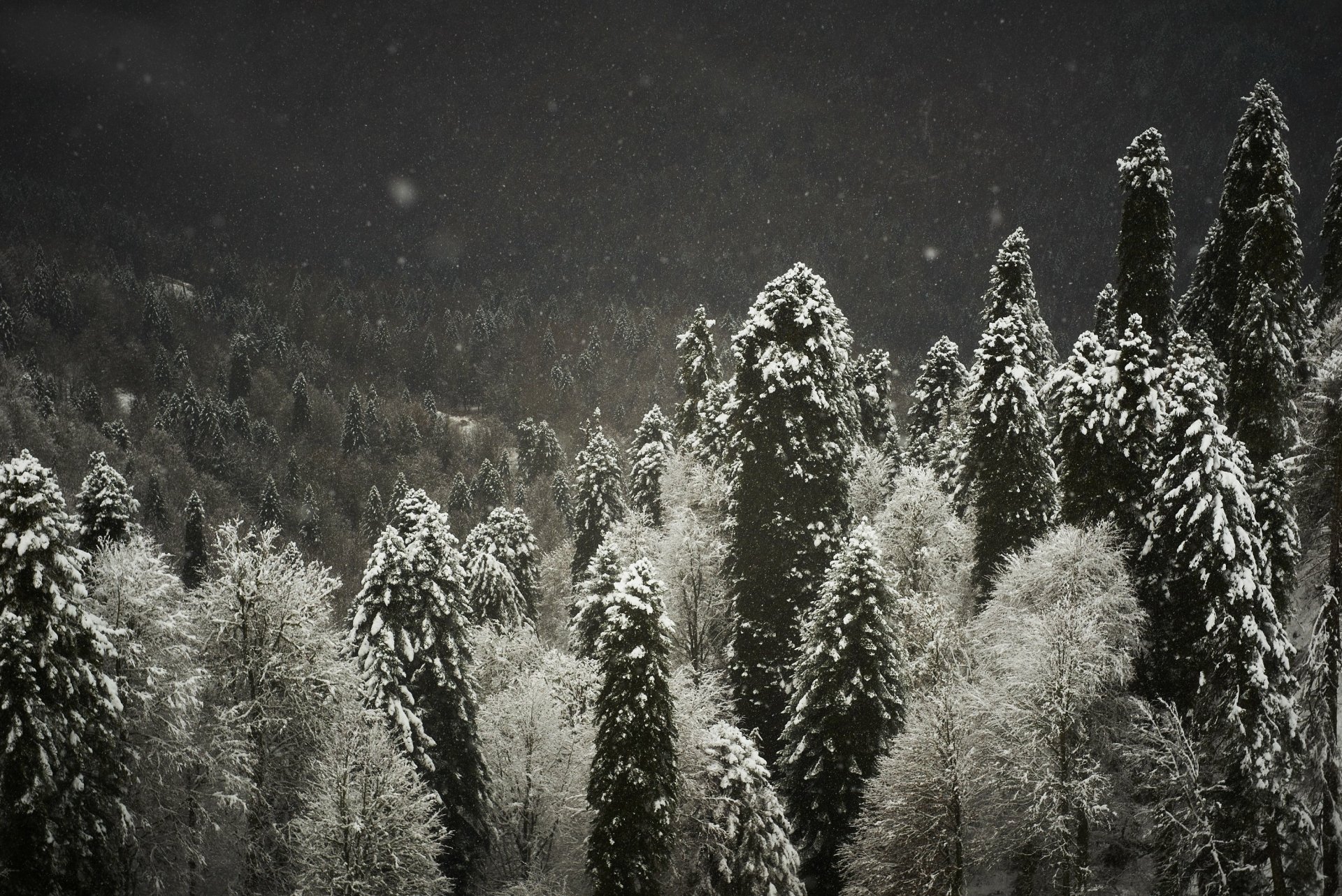 Download Nature Forest HD Wallpaper