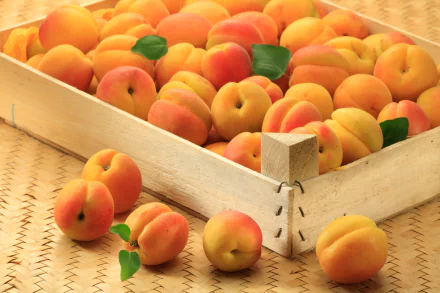 fruit food apricot HD Desktop Wallpaper | Background Image