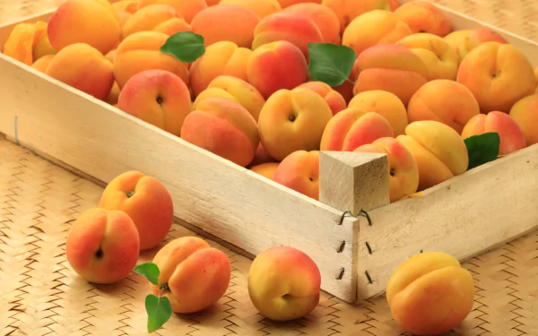 fruit food apricot HD Desktop Wallpaper | Background Image