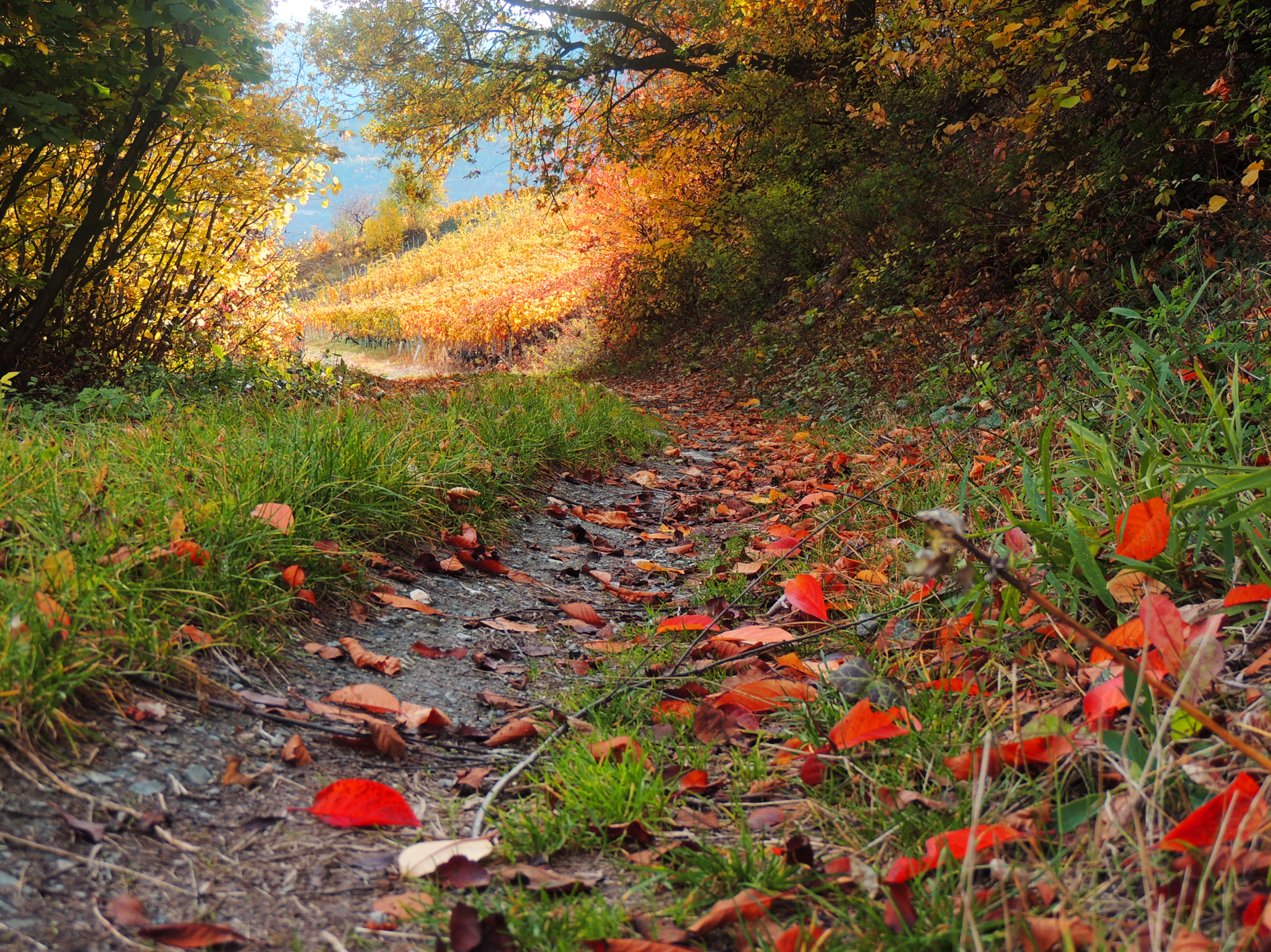 Natur Herbst HD Wallpaper | Hintergrund