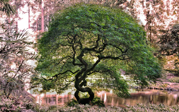 2K Quad HD PC desktop wallpaper: nature scene featuring a twisted tree with a gnarled, spiral trunk and lush canopy reflected in a tranquil forest pond.