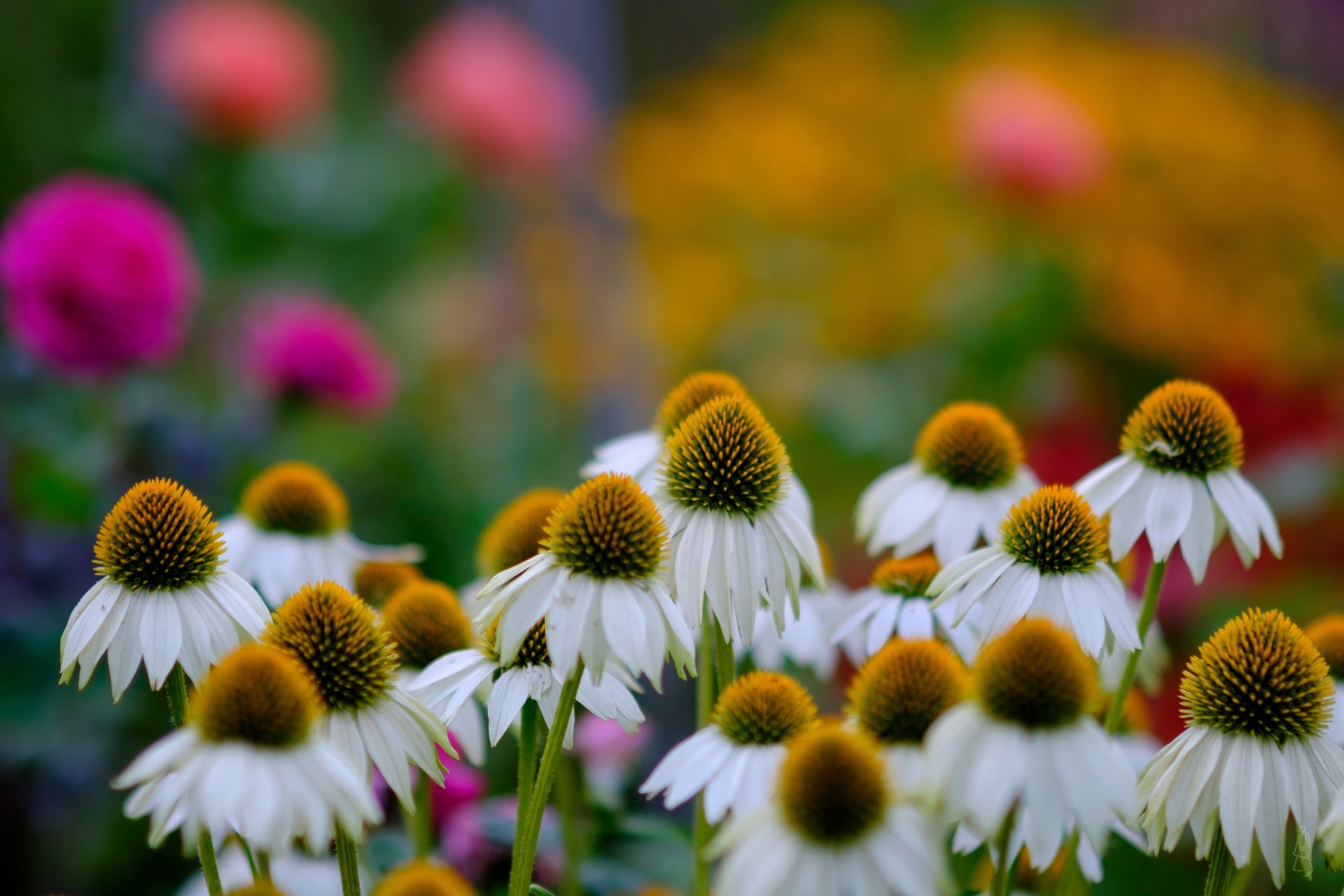 Download White Flower Nature Flower Bokeh Daisy HD Wallpaper ...