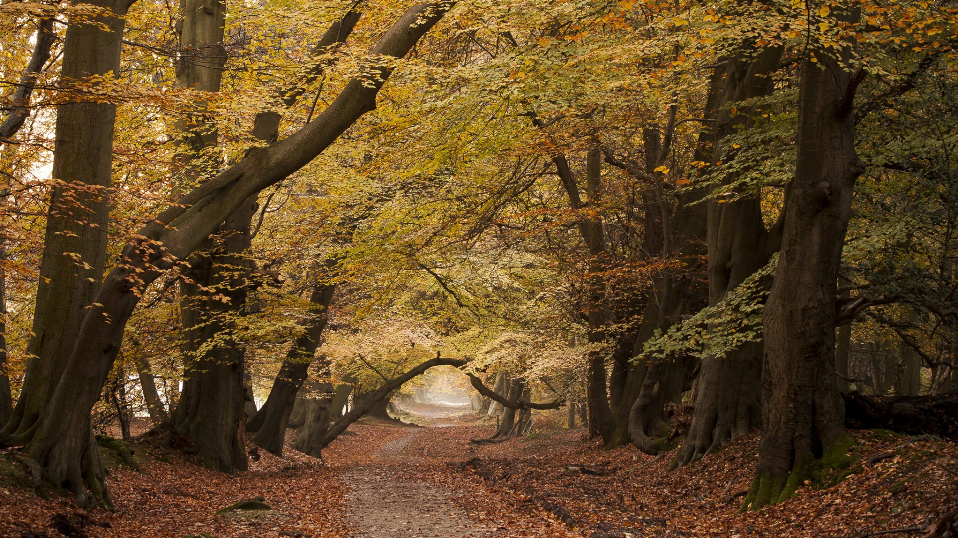 HD PC desktop wallpaper showing a serene forest path lined with tall trees, their leaves in warm fall colors, creating a natural tunnel of autumn foliage.
