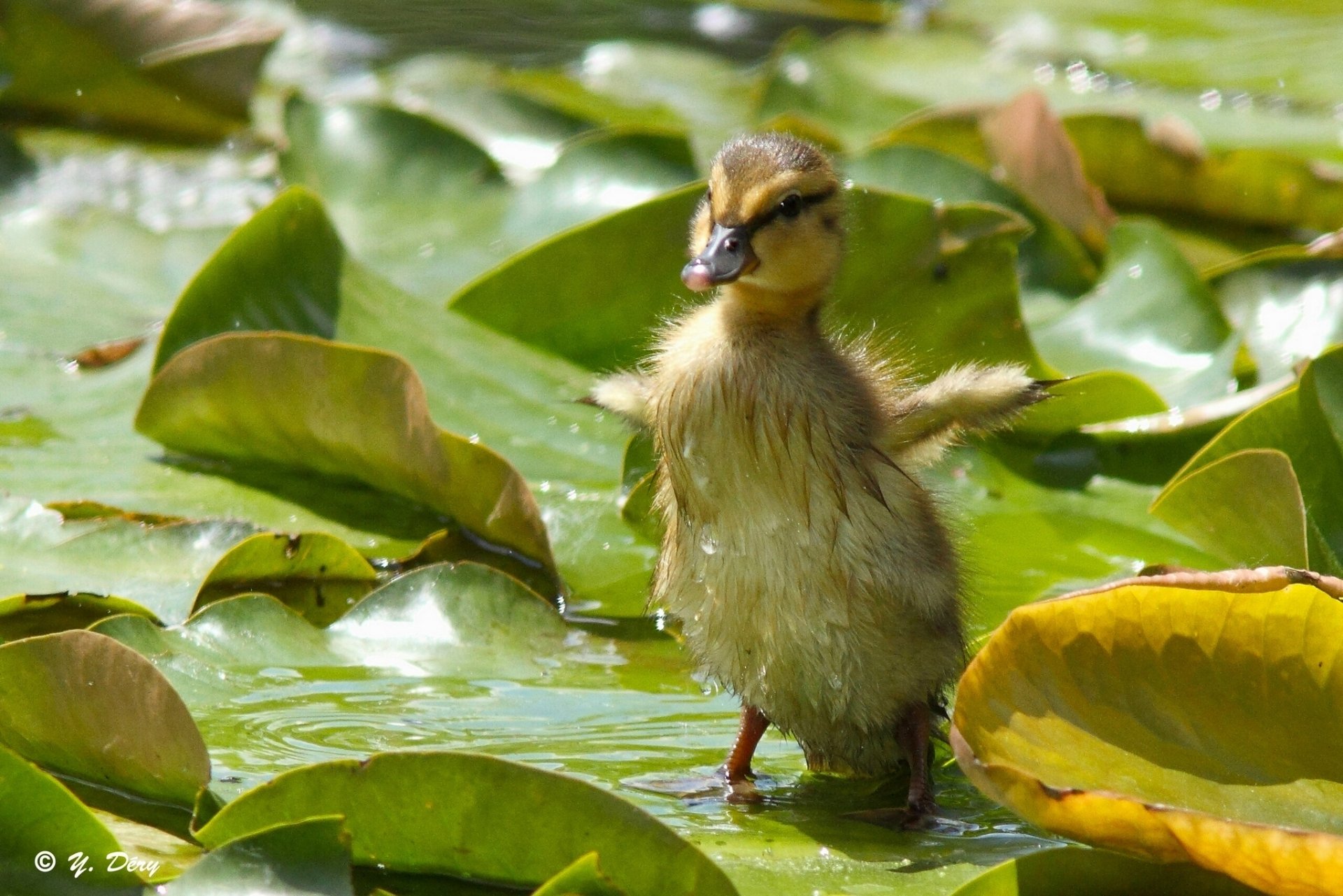 Download Duckling Animal Duck HD Wallpaper