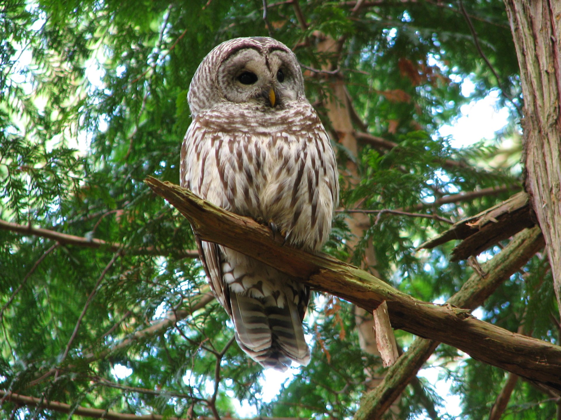 Download Bird Animal Owl HD Wallpaper