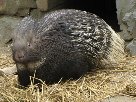  Crested Porcupine