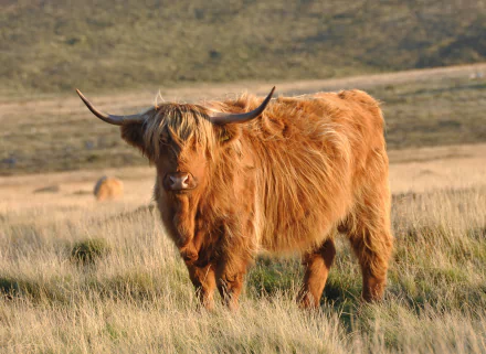 Animal highland cattle HD Desktop Wallpaper | Background Image