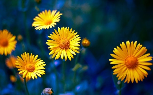 Earth Flower Flowers Yellow Flower Nature Camomile HD Wallpaper | Background Image