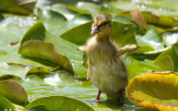 duckling Animal duck HD Desktop Wallpaper | Background Image