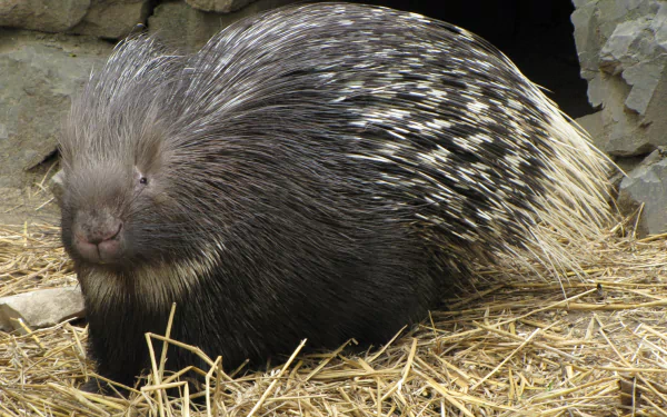  Crested Porcupine