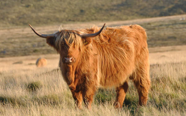 Animal highland cattle HD Desktop Wallpaper | Background Image