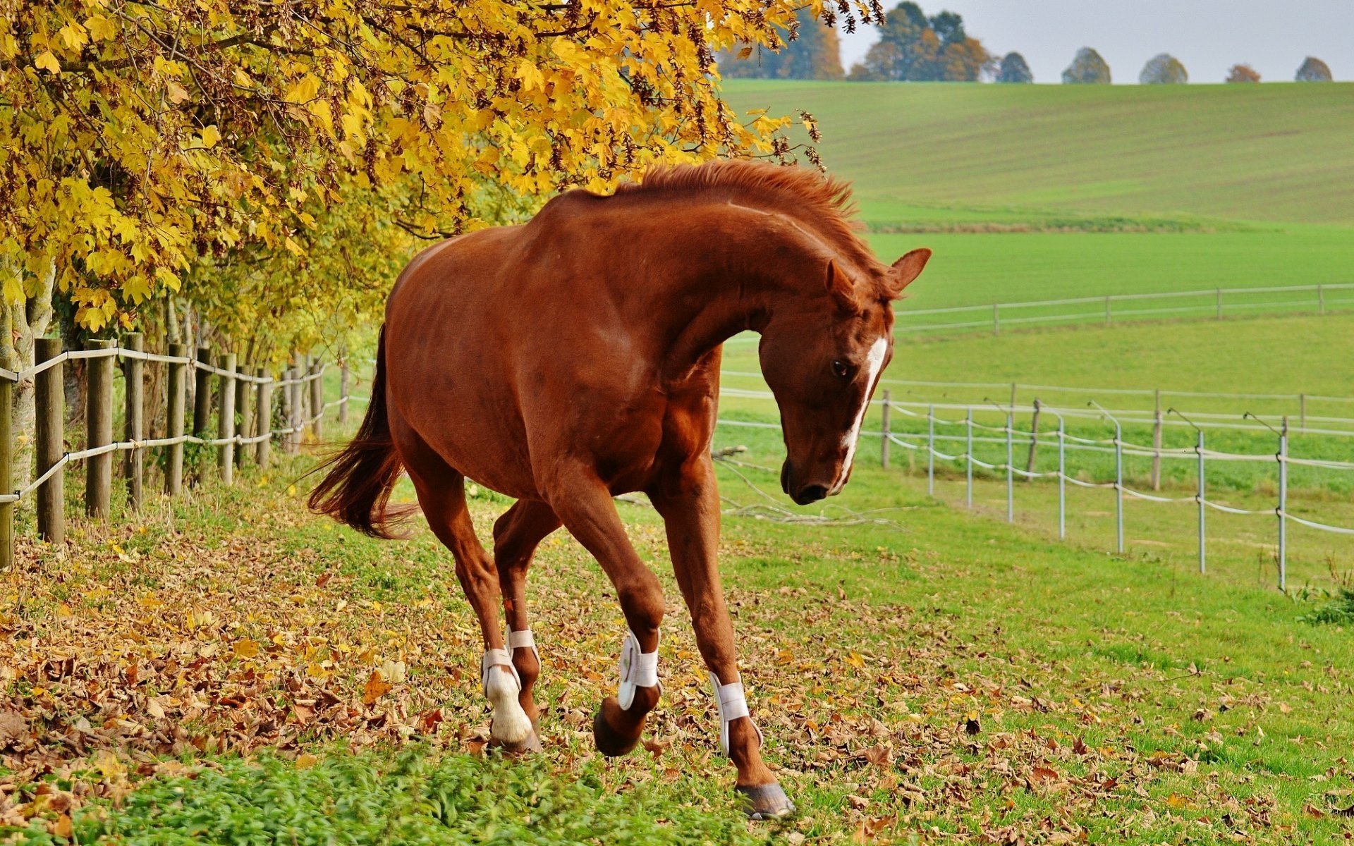 Chestnut Horse