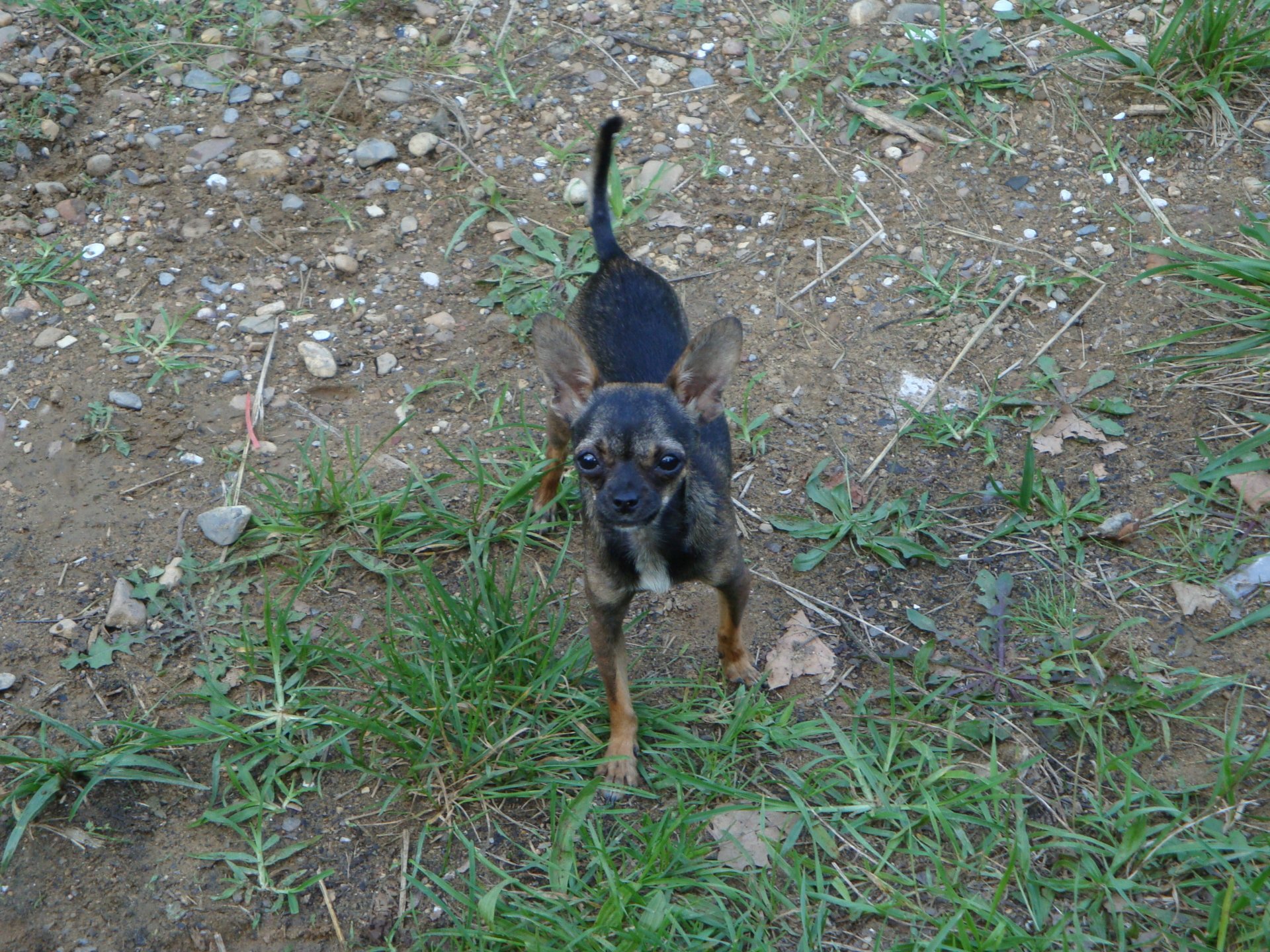 Small black-and-tan chihuahua stands on grassy dirt, looking up; 2K Quad HD PC desktop wallpaper/background.