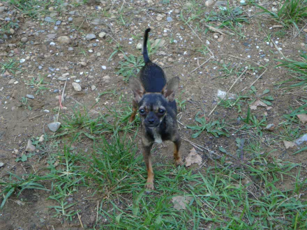 Small black-and-tan chihuahua stands on grassy dirt, looking up; 2K Quad HD PC desktop wallpaper/background.