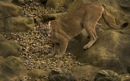 wildcat Animal cougar HD Desktop Wallpaper | Background Image
