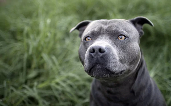 HD desktop wallpaper featuring a close-up of a gray pit bull with attentive eyes, set against a background of lush green grass.