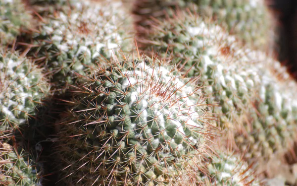 nature cactus HD Desktop Wallpaper | Background Image