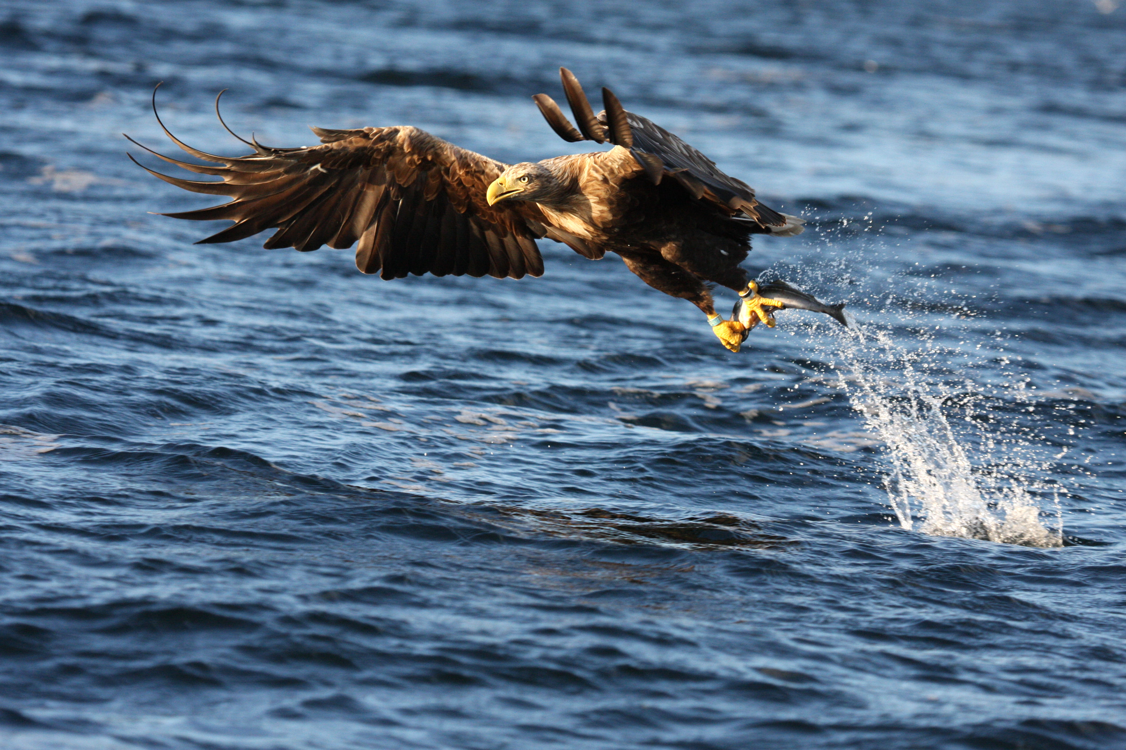 Animal Eagle HD Wallpaper | Background Image