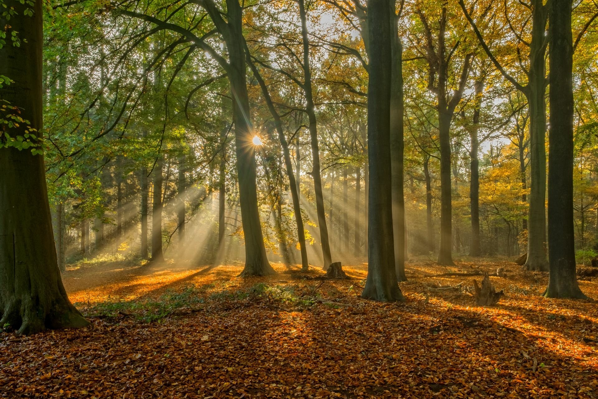 Download Landscape Nature Tree Sun Light Fall Forest Sunbeam HD Wallpaper