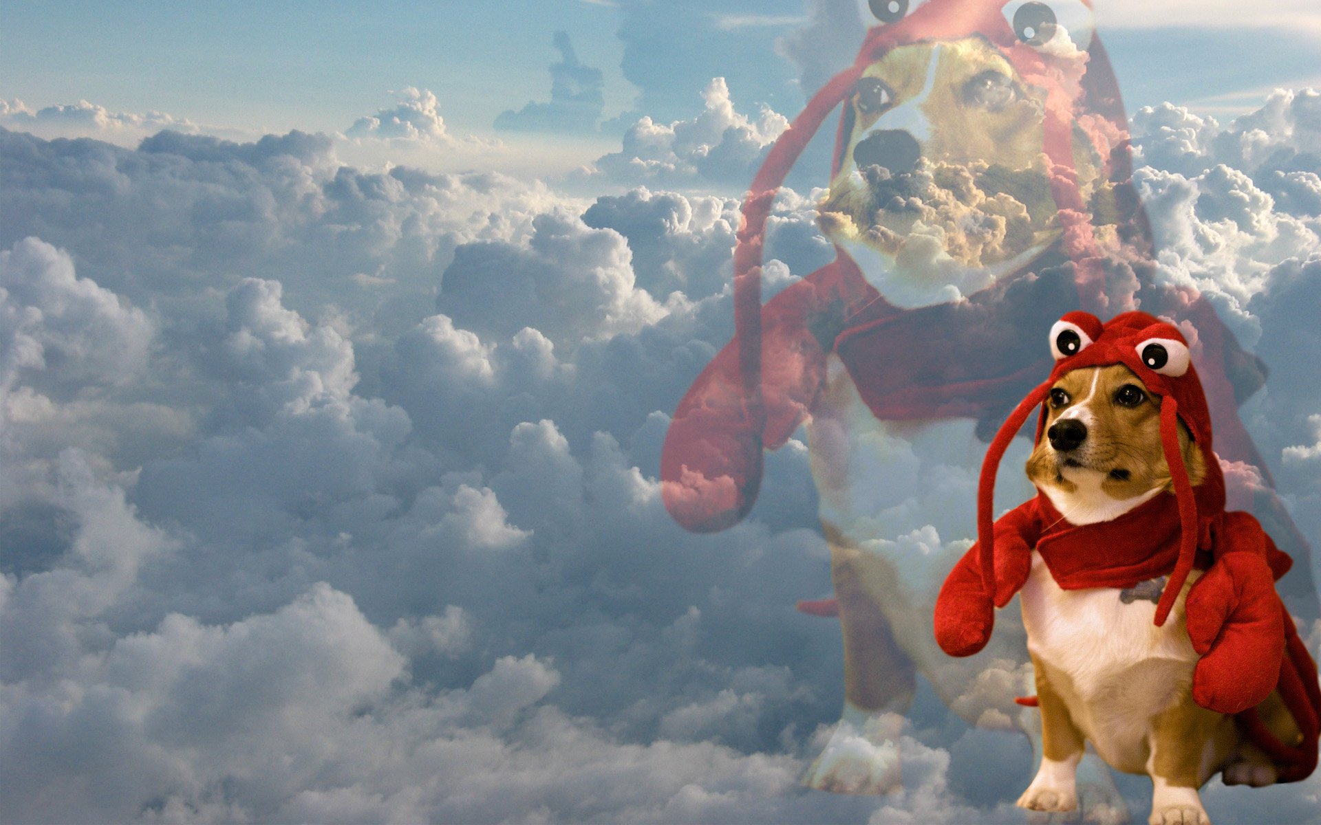 HD PC desktop wallpaper background of a dog in a red crab suit hovering over fluffy clouds in a bright sky — a funny animal scene.