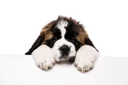 puppy dog Animal St. Bernard HD Desktop Wallpaper | Background Image