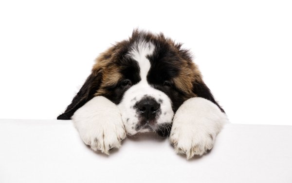 Animal Saint Bernard Dogs Dog Puppy HD Wallpaper | Background Image