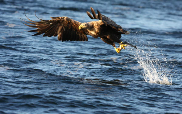 flying bird Animal eagle HD Desktop Wallpaper | Background Image