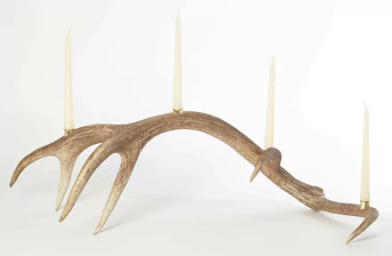 photography antler HD Desktop Wallpaper | Background Image