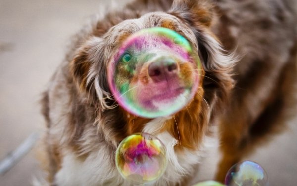 Photography Bubble Dog Blur HD Wallpaper | Background Image