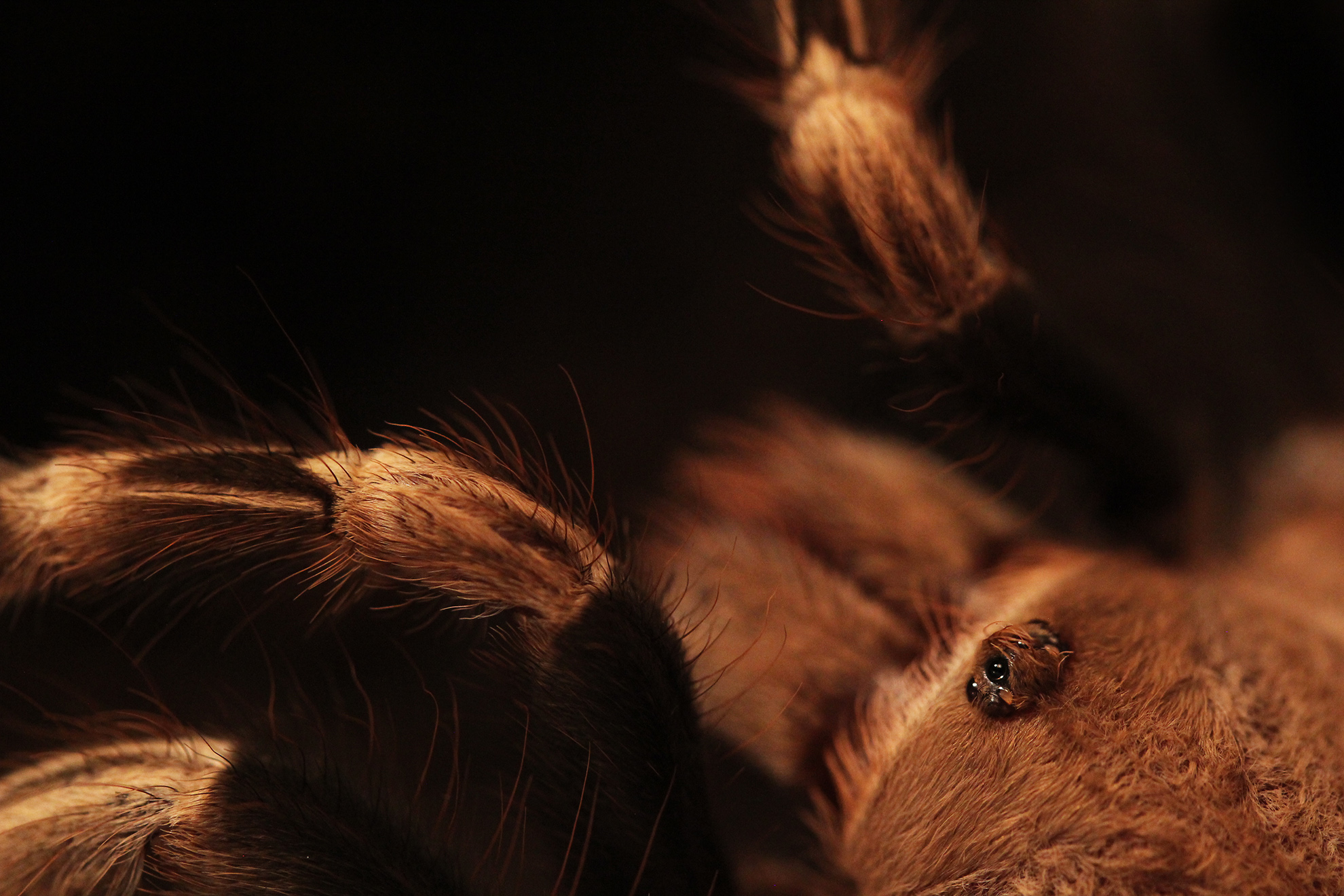 Download Close-up Macro Spider Animal HD Wallpaper