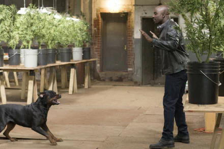4K Ultra HD PC desktop wallpaper: tense TV-show scene in a dim warehouse — a man in a leather jacket raises his hands as a snarling Rottweiler lunges amid rows of potted plants.