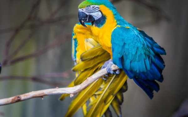 Animal Blue-and-yellow Macaw Birds Parrots Bird Parrot HD Wallpaper | Background Image