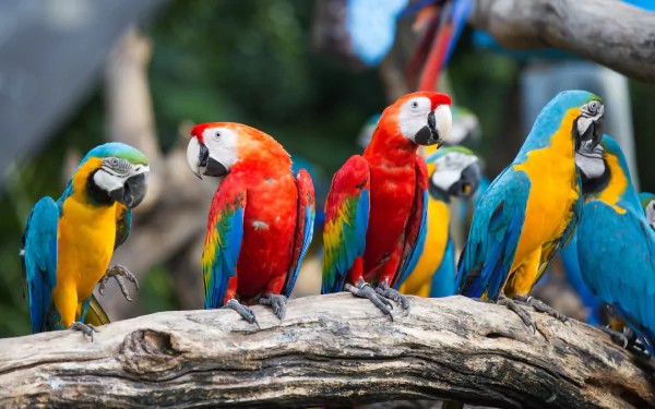 parrot bird scarlet macaw Blue-and-yellow Macaw Animal macaw HD Desktop Wallpaper | Background Image