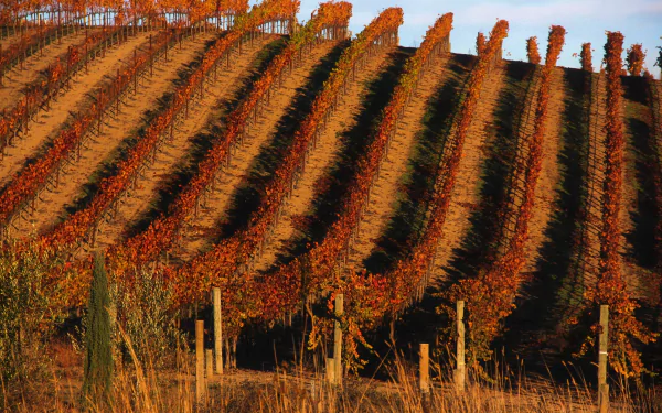 A vibrant vineyard landscape with rows of autumn-colored vines on a sunlit hillside, captured in 4K Ultra HD for a detailed desktop wallpaper background.