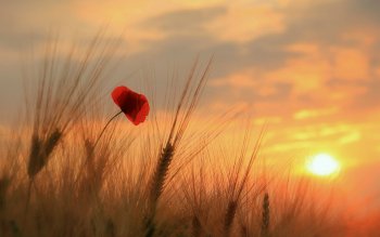 0 Poppy Hd Wallpapers Background Images