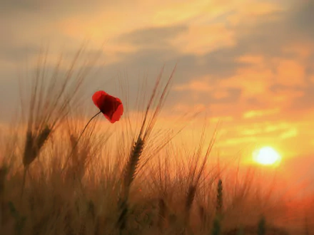 A red poppy flower stands alone in a wheat field during a warm sunset, creating a serene nature scene. HD desktop wallpaper and background.