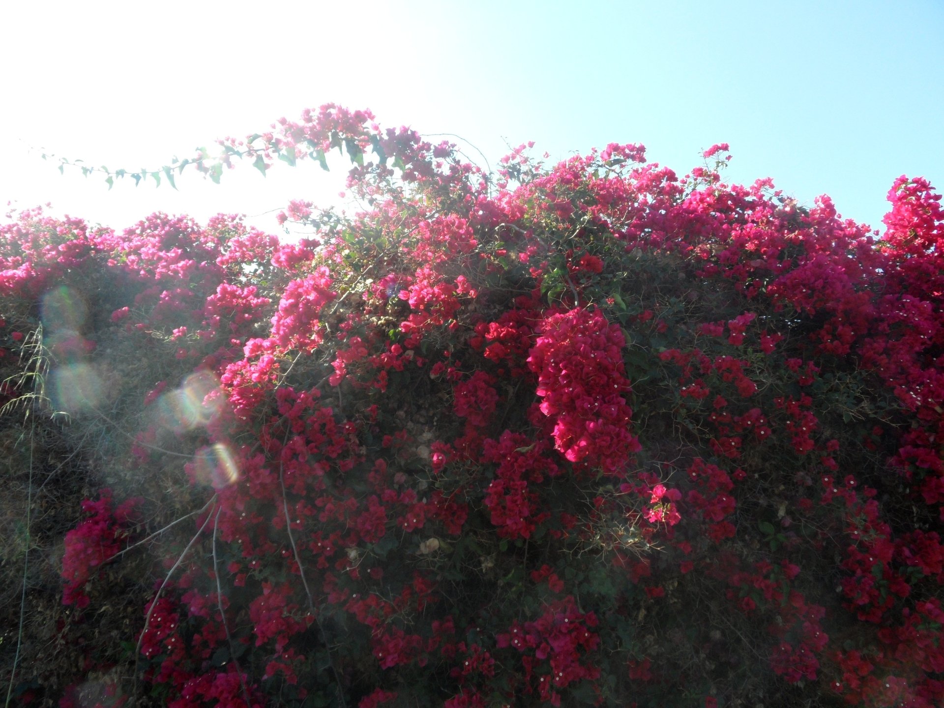 Download Flower Nature Bougainvillea HD Wallpaper