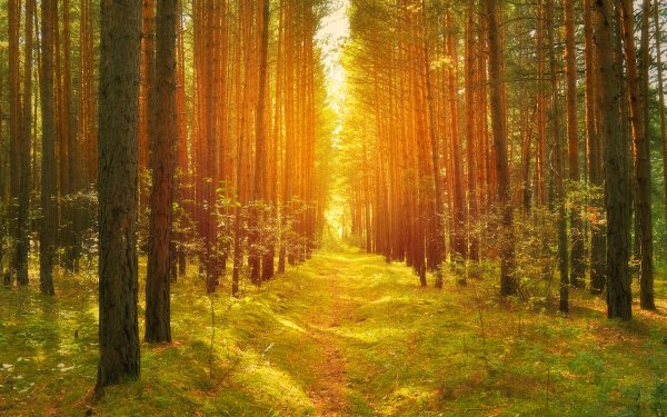 Earth Forest Path Tree Sunlight Nature Pine Tree Bright HD Wallpaper | Background Image